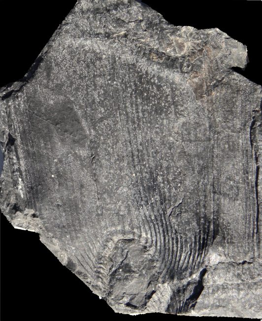 Calamites rugosus of C. carinatus